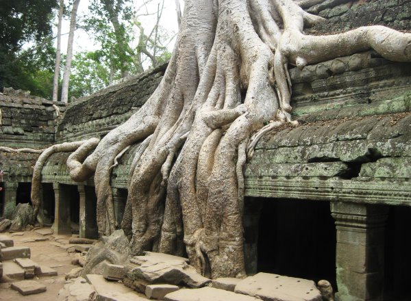 Angkor Thom Ta Prohm 