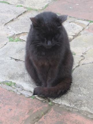 Kotor Katze