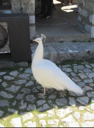 Pfau Kloster Sveti Naum