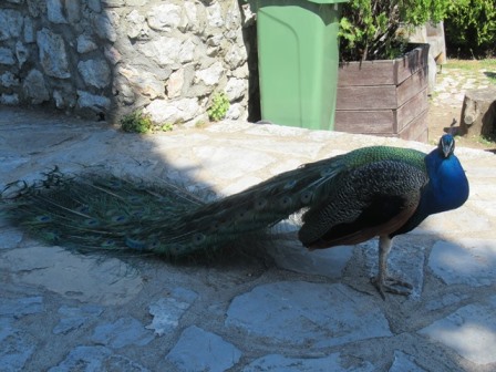 Pfau Kloster Sveti Naum