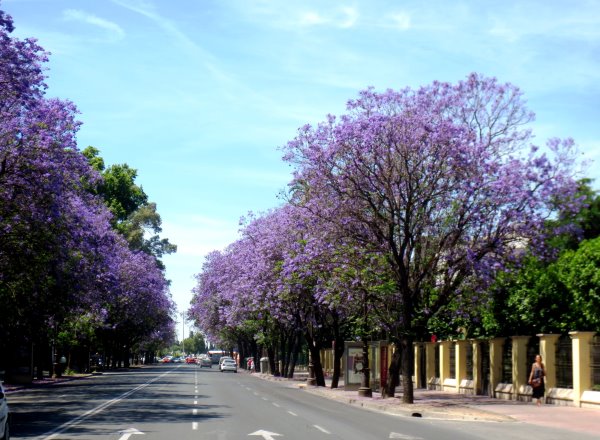 Sevilla-Avenida de Maria Luisa