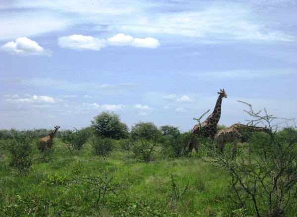 E Giraffen