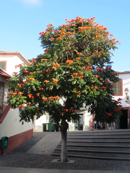 Funchal 